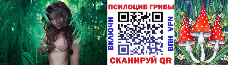 Галлюциногенные грибы Cubensis  Пудож 
